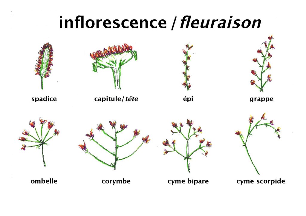 Schéma des différentes inflorescences